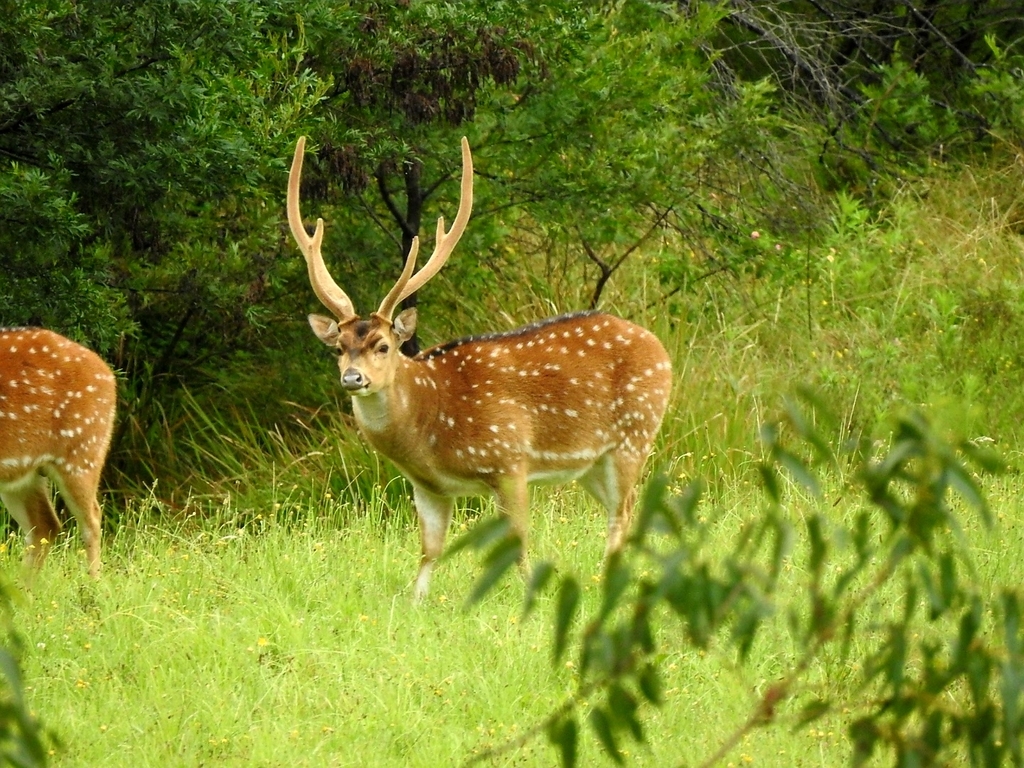 Chital Deer (Axis axis)